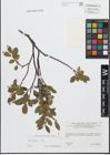 Foto von Salix glabra Scop.
